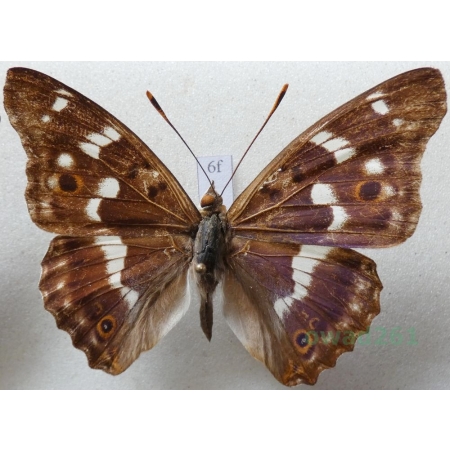 Apatura ilia f. ilia Mieniak strużnik Czech6f